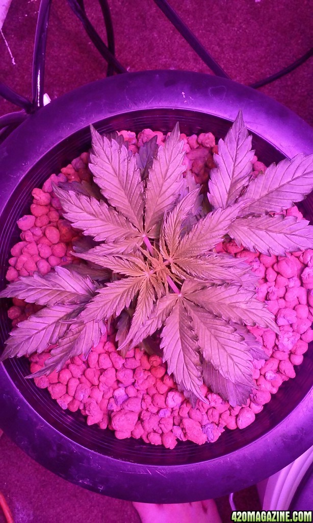 DWC BLUEBERRY