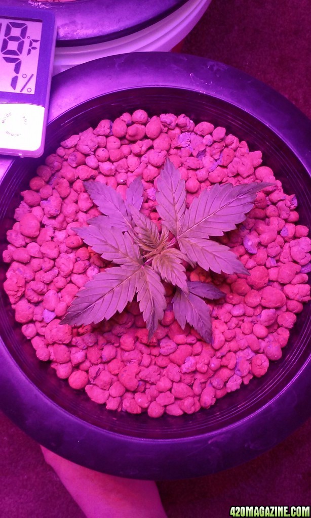 DWC BLUEBERRY