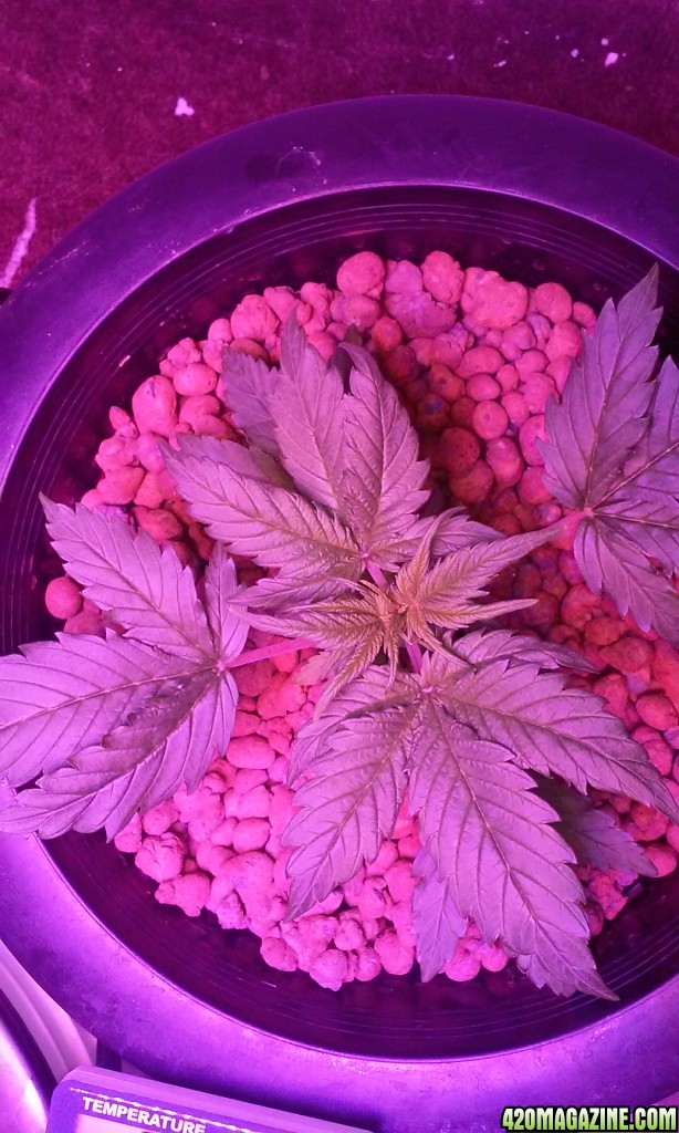 DWC BLUEBERRY