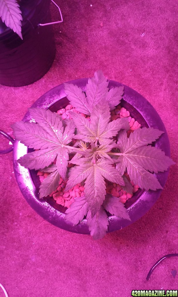 DWC BLUEBERRY