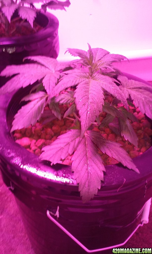 DWC BLUEBERRY