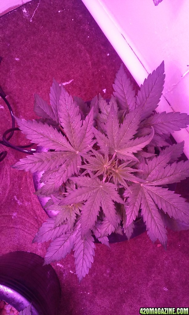 DWC BLUEBERRY