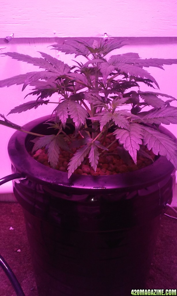 DWC BLUEBERRY