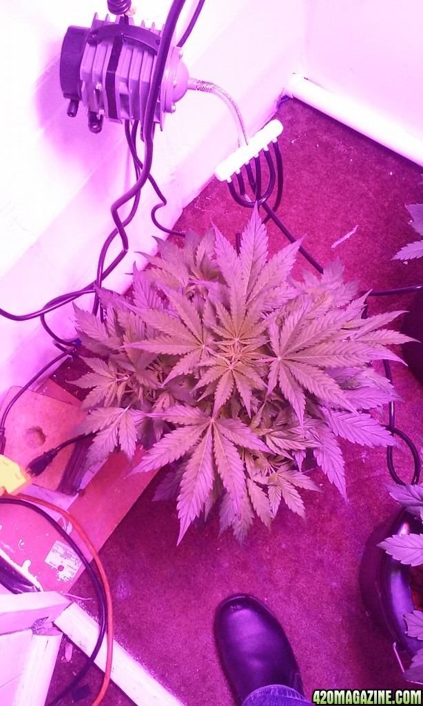 DWC BLUEBERRY