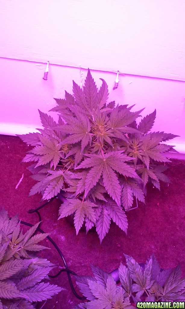 DWC BLUEBERRY