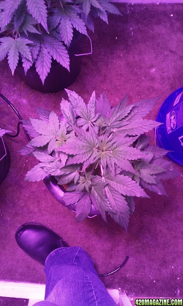 DWC BLUEBERRY