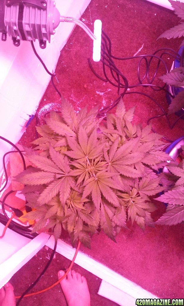 DWC BLUEBERRY