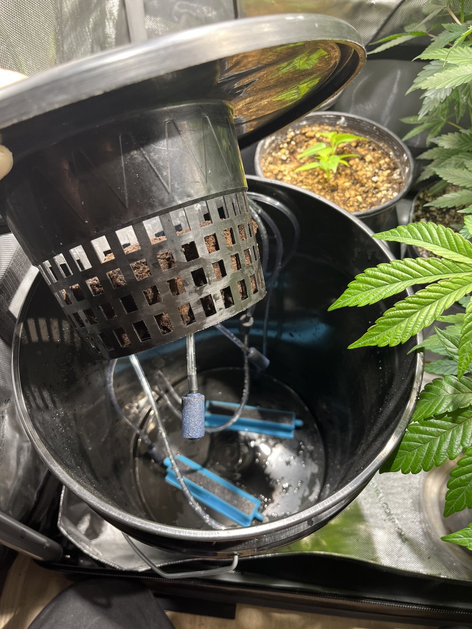 Dwc cloning bucket