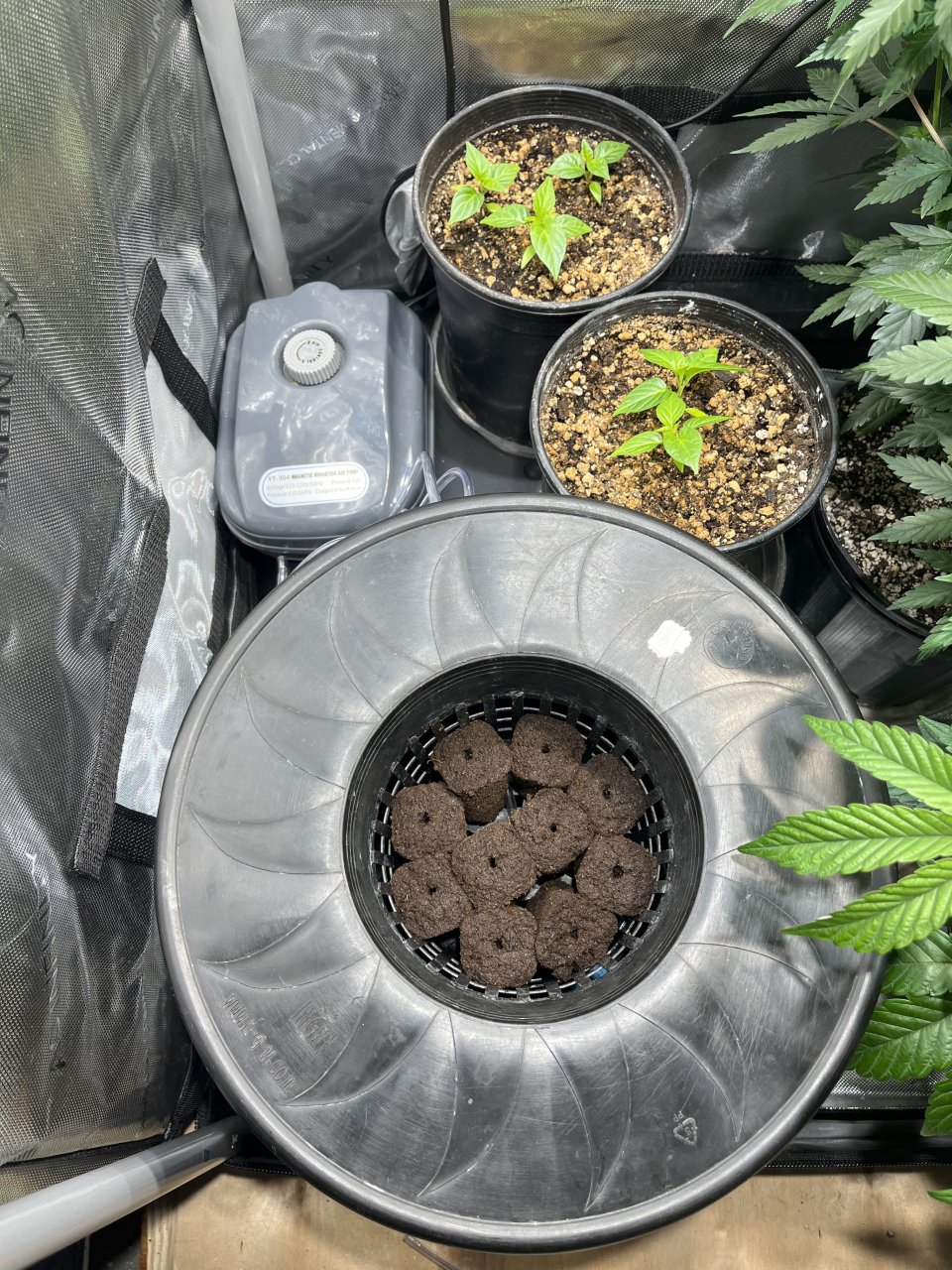 Dwc cloning bucket