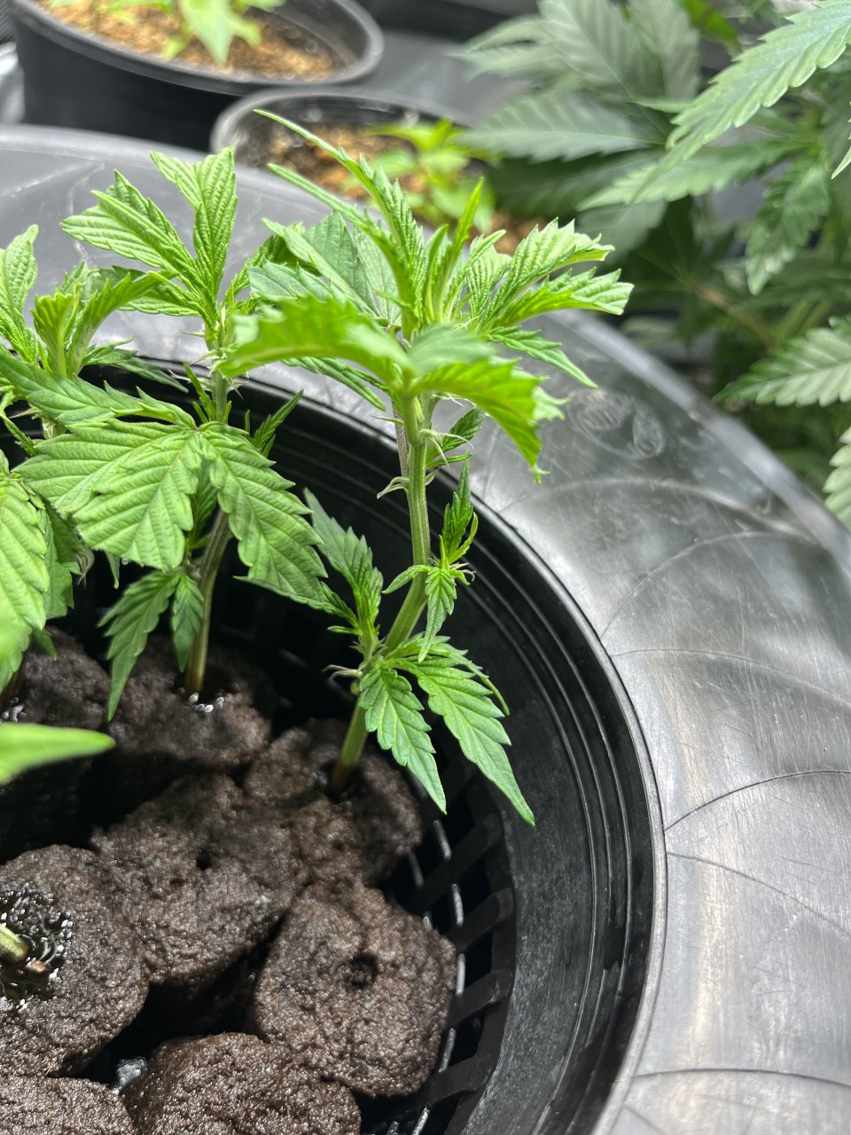 Dwc cloning bucket