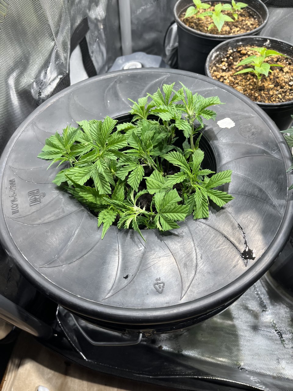 Dwc cloning bucket