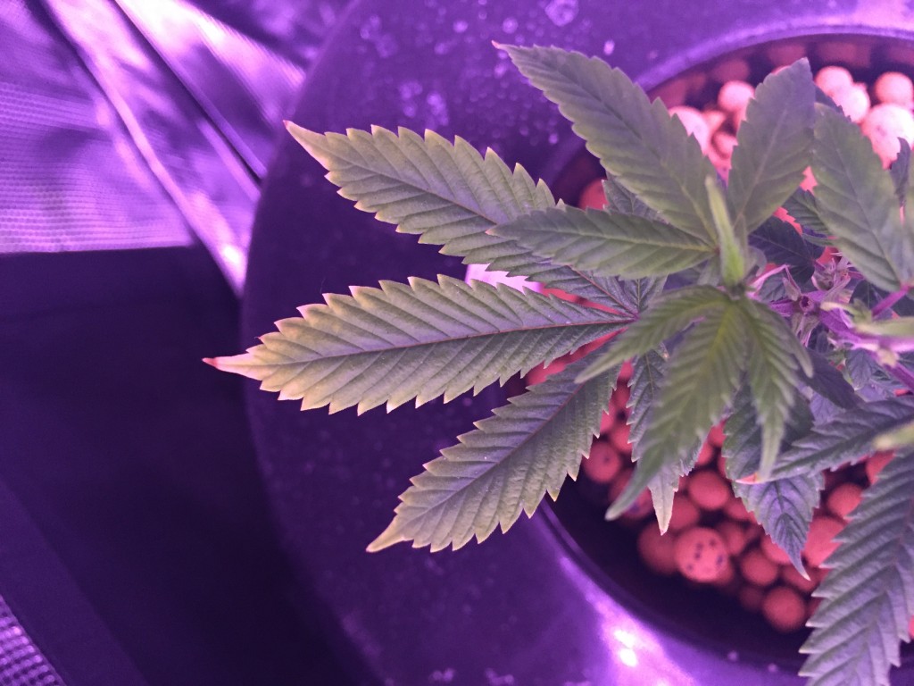 DWC Grow