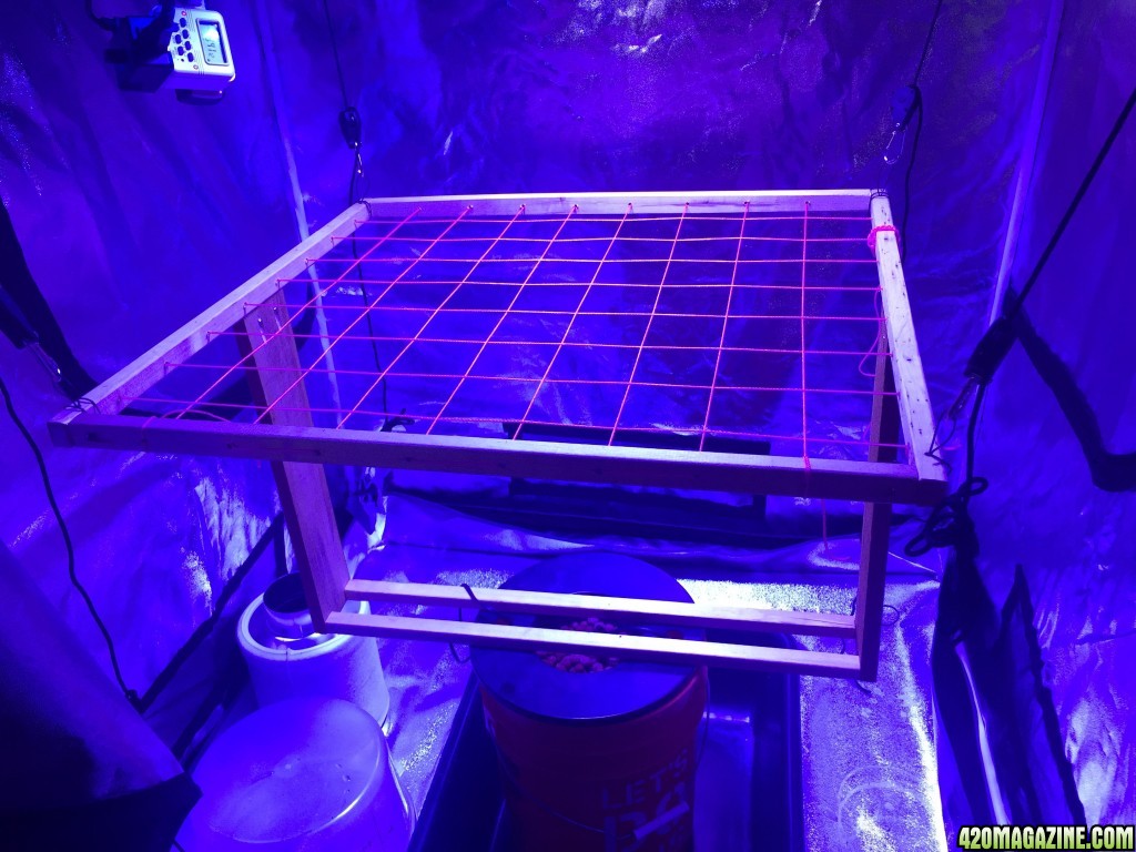 DWC SCROG setup in grow position