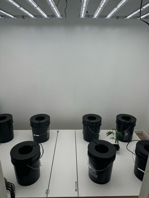 DWC Setup  in Bud Room