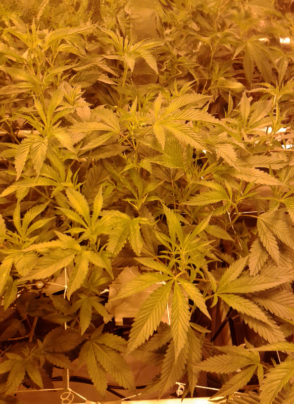 dwc week 5