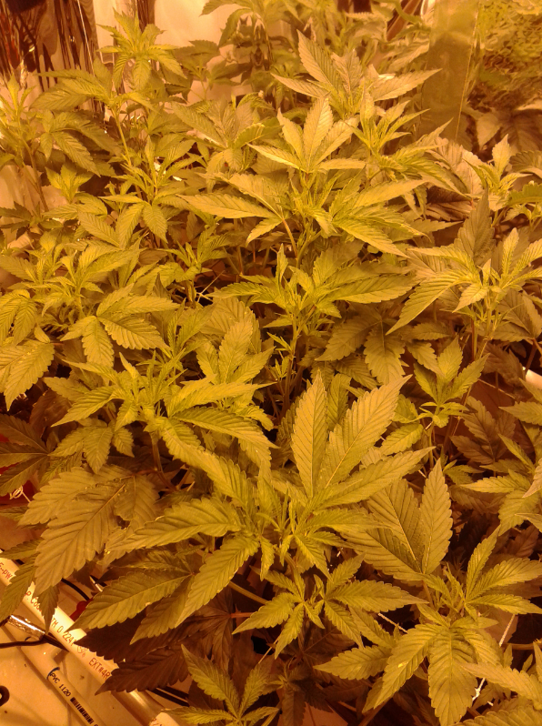 dwc week 5