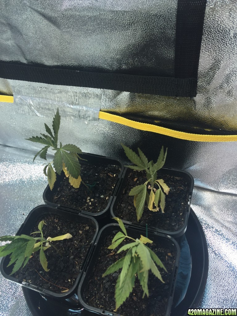 dying plants, please help ):