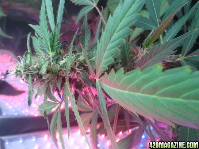 dynafem auto sour diesel