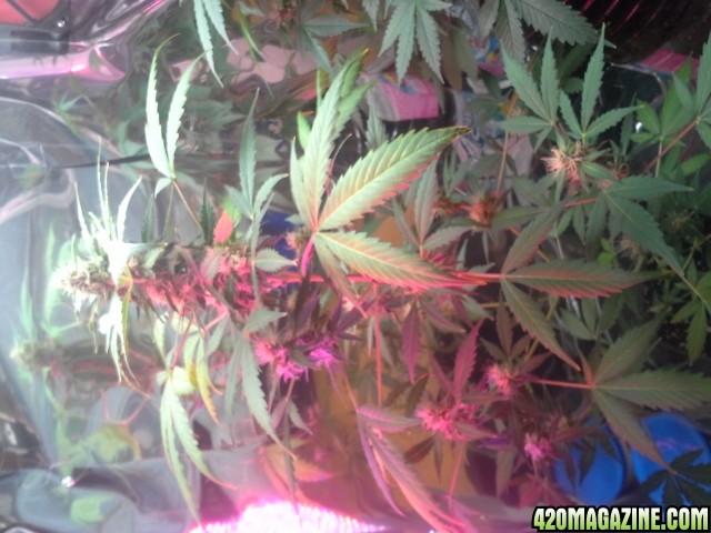 dynafem auto sour diesel