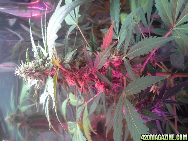 dynafem auto sour diesel