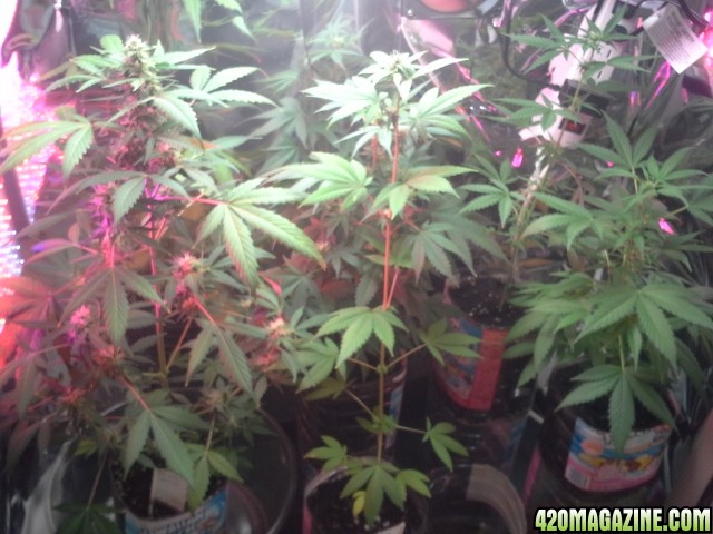 dynafem auto sour diesel