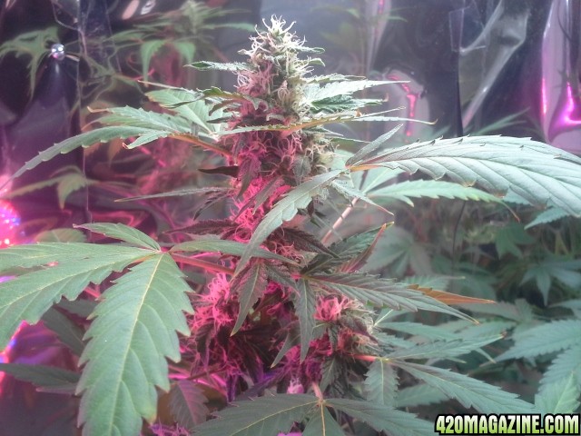 dynafem auto sour diesel