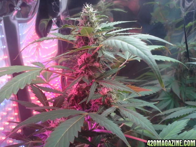 dynafem auto sour diesel