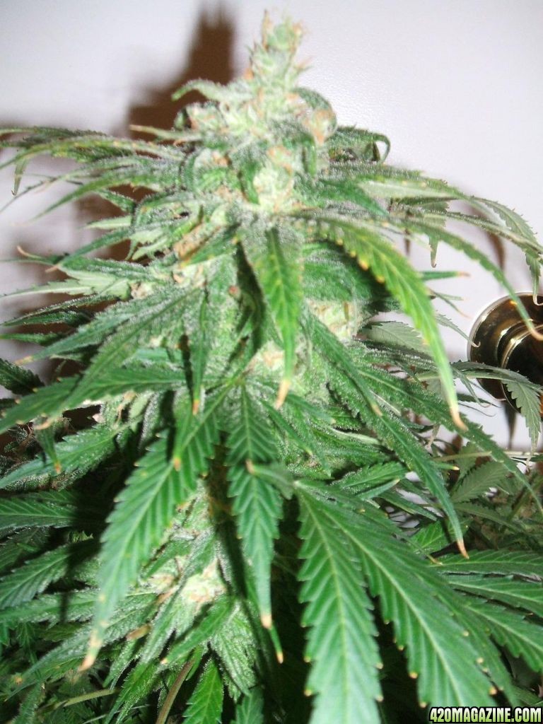 dynamite_cola_final_8wks