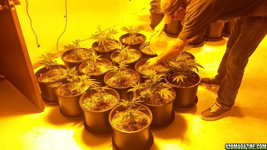 Dyold Grow 1