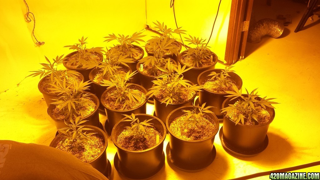 Dyold Grow 1