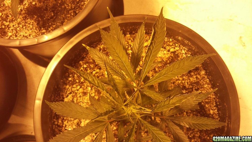 Dyold Grow 1