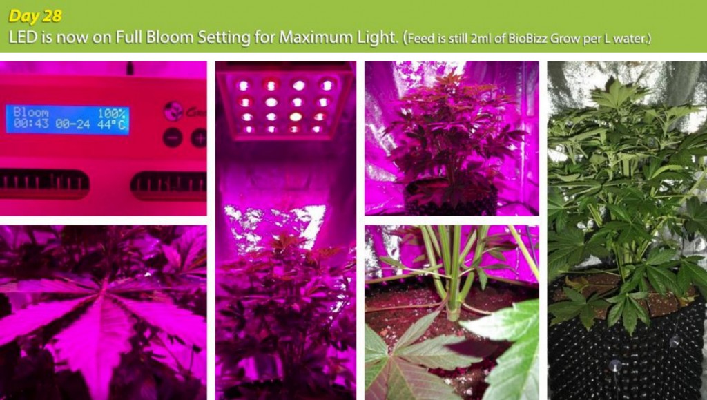 E.shine 5G GrowSun 320W Grow Test