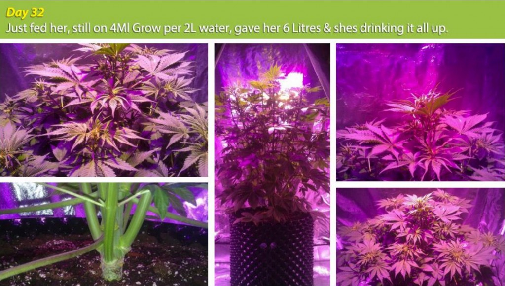 E.shine 5G GrowSun 320W Grow Test