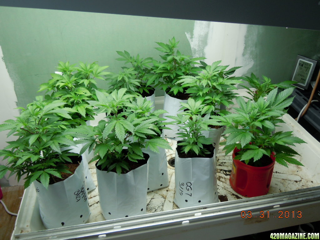 Early Feb. Clones