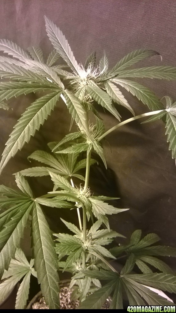 early flowering of some bagseed