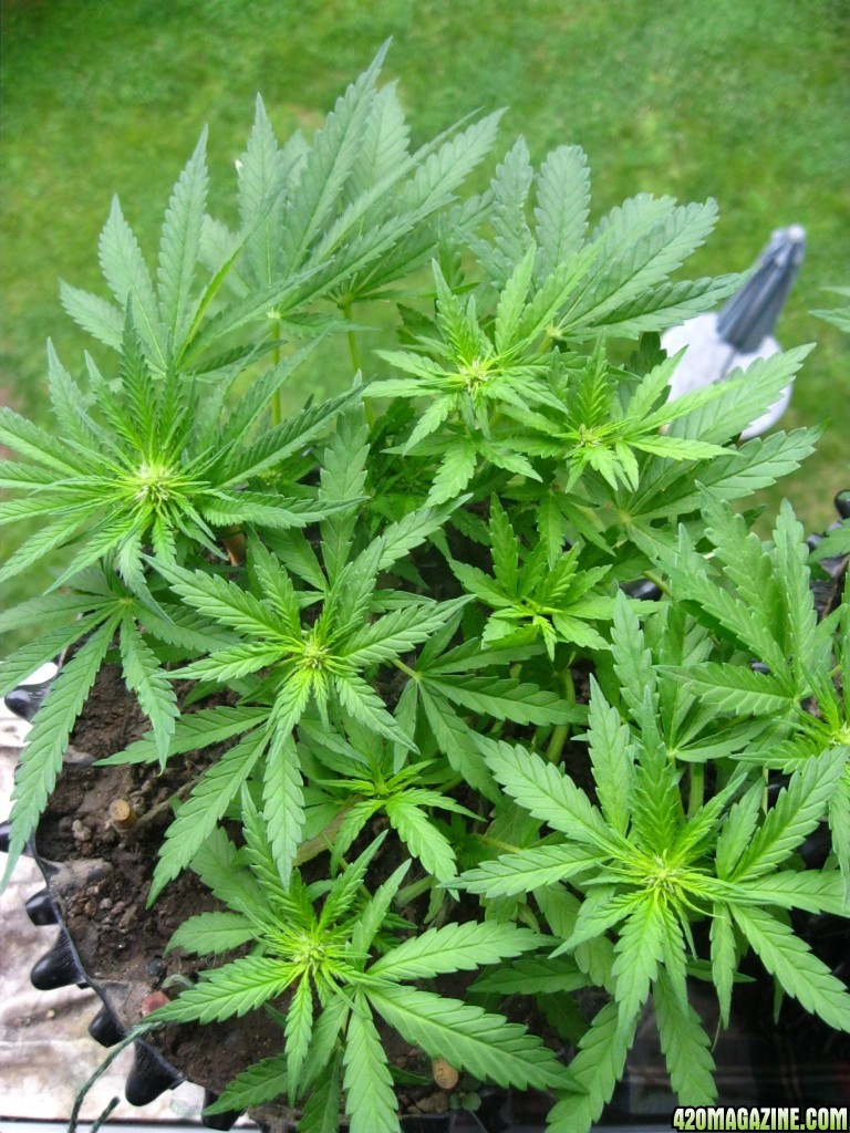 Early flowering / Outdoor / LST