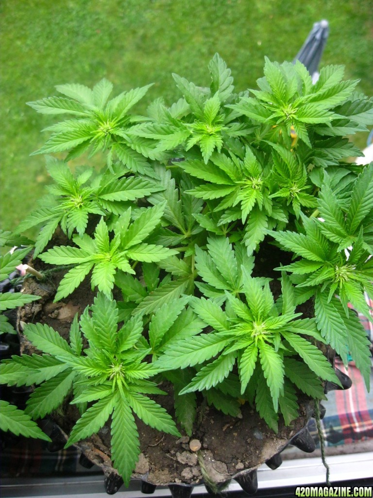 Early flowering / Outdoor / LST