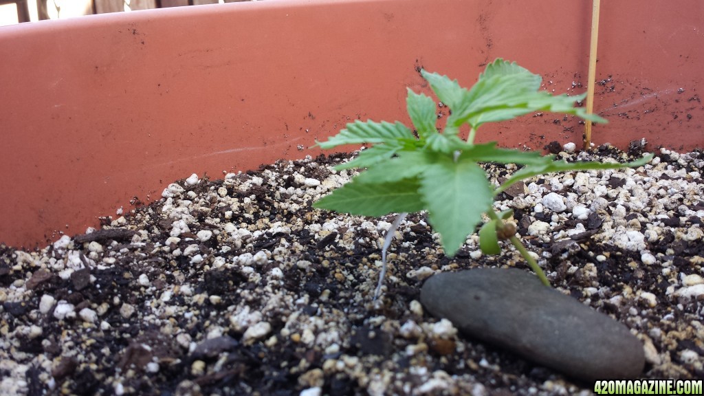 Early LST Blueberry 2