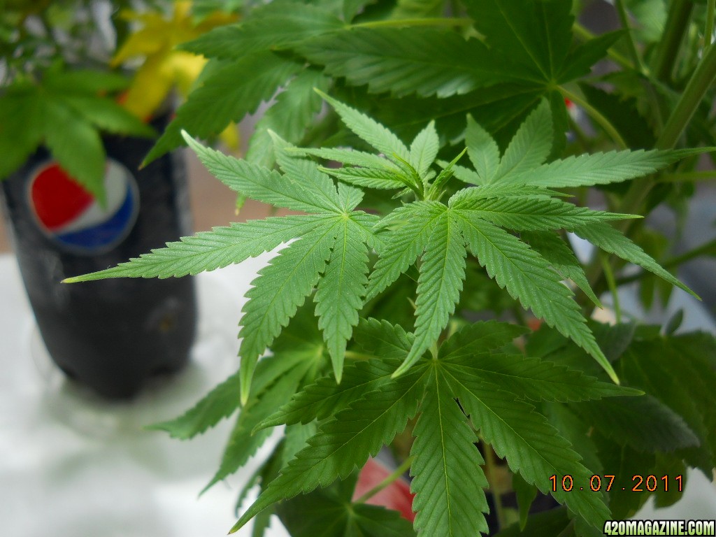 Early signs of nute burn?