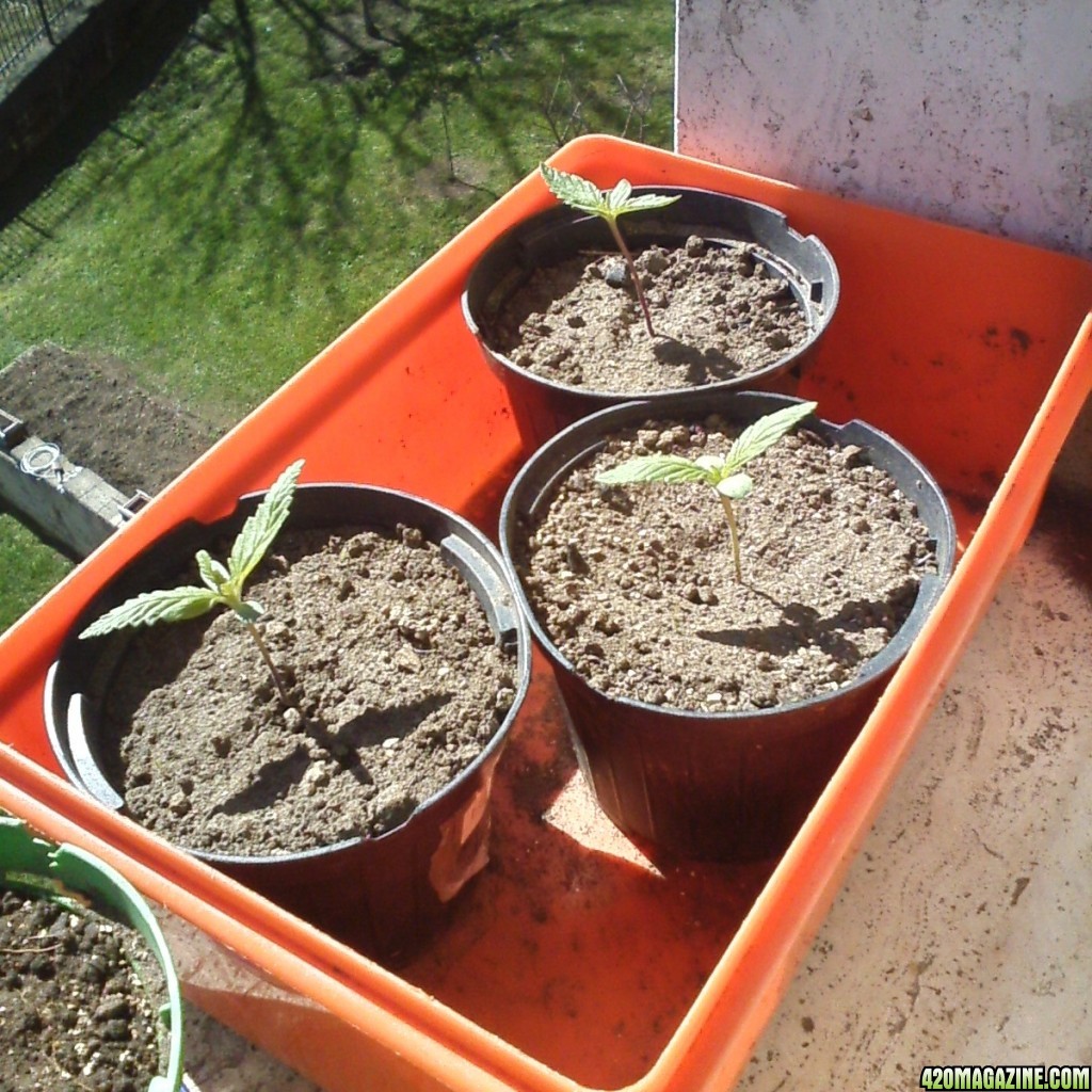 Early veg / outdoor