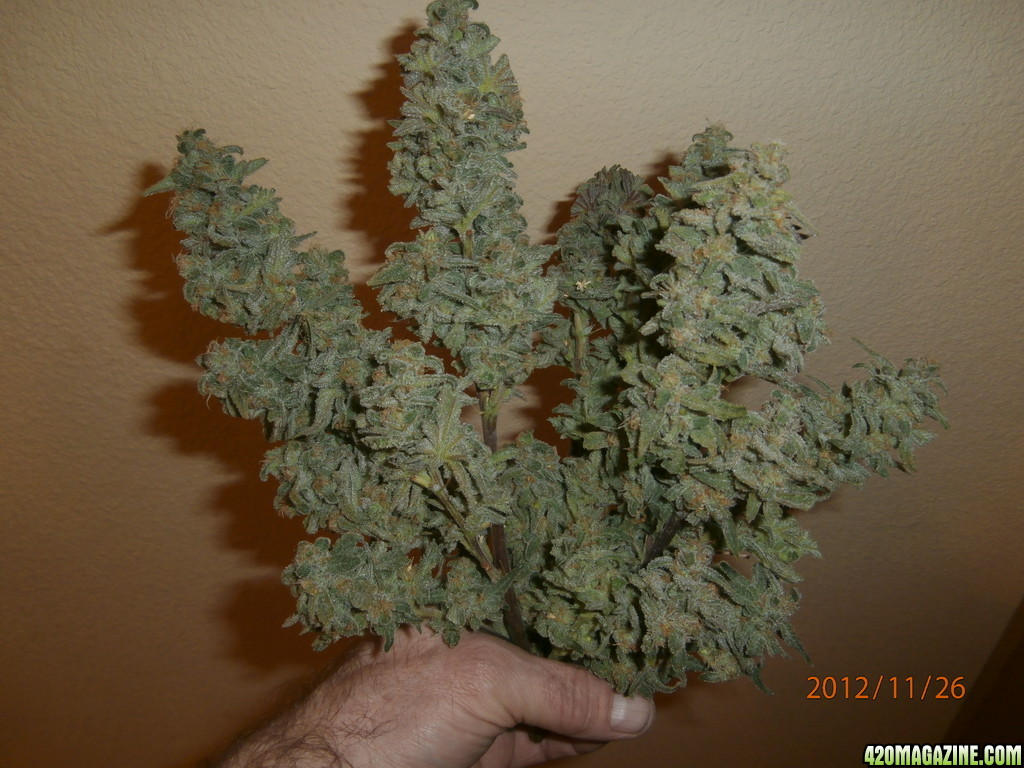 early_buds_5_