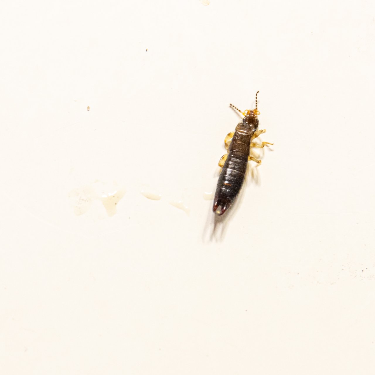 Earwig