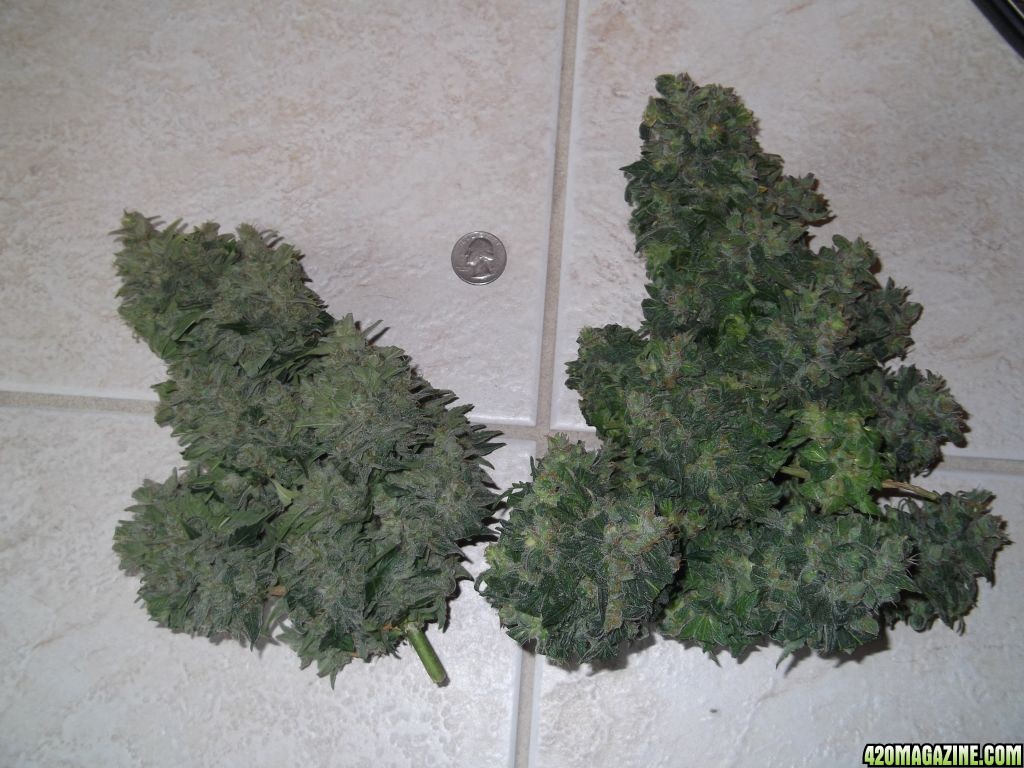 Easy Ryder Harvest(loose trim) 257 Grams wet(2 plants)