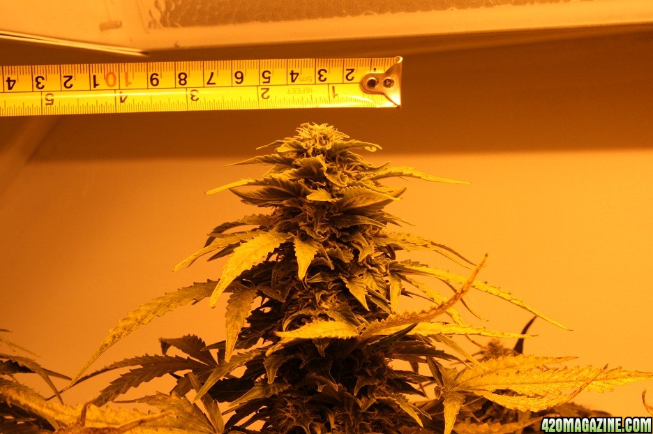 easyryder grow started from seed on 10-01-10.  day 53 from seed