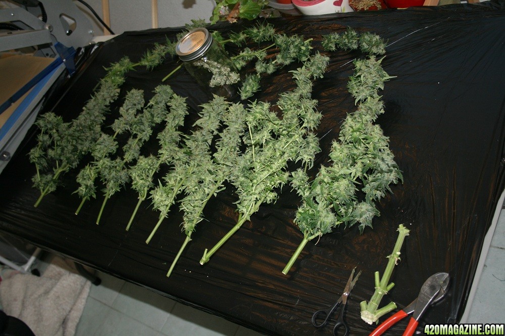 easyryder grow started on 10-01-10 day 63 from seed plants harvested