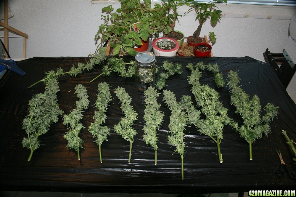 easyryder grow started on 10-01-10 day 63 from seed plants harvested