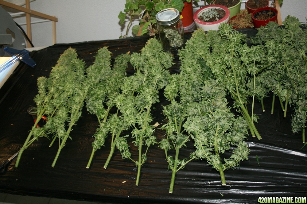 easyryder grow started on 10-01-10 day 63 from seed plants harvested