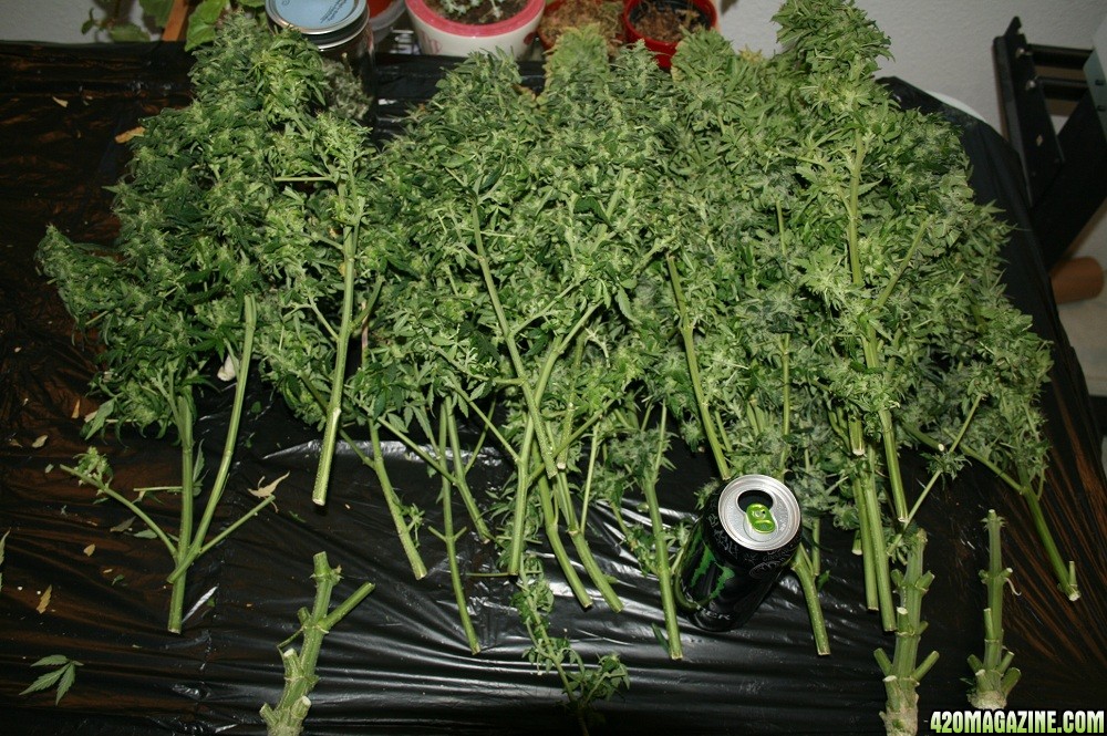 easyryder grow started on 10-01-10 day 63 from seed plants harvested