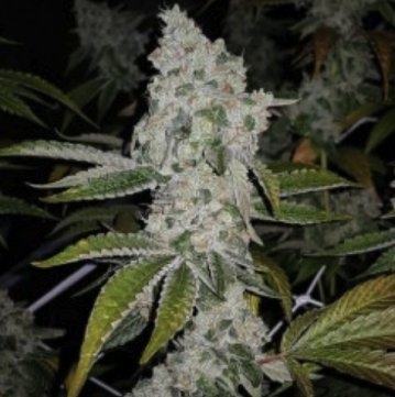 el-chapo-plugseedbank-hanfsamen-cannabisseeds.jpg