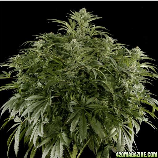 El Nino - Green House Seed Co. - Flowering